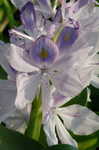 Water hyacinth